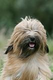 TERRIER DU TIBET 343